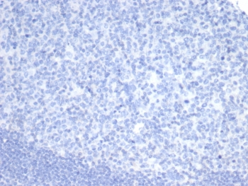 OLIG2 Antibody