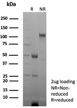 CD35 Antibody / CR1