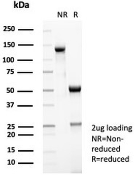 CD35 Antibody / CR1