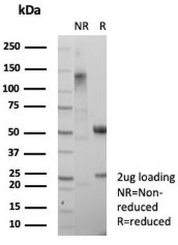 PCNA Antibody