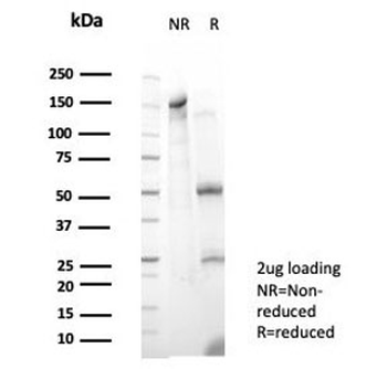 RXRG Antibody