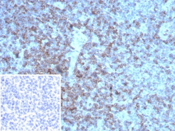 CD2 Antibody
