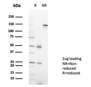 MZF1 Antibody / Myeloid zinc finger 1