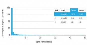 CEACAM1 Antibody / BGP-1