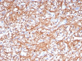 CD147 / Emmprin / Basigin Antibody