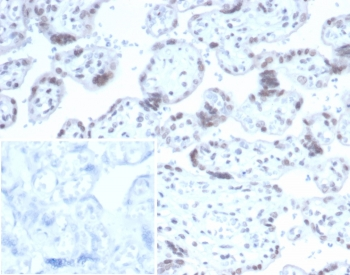 NeuN Antibody / Fox3 / Rbfox3