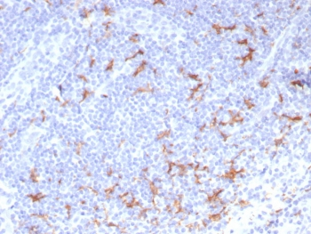 CD163L1 Antibody