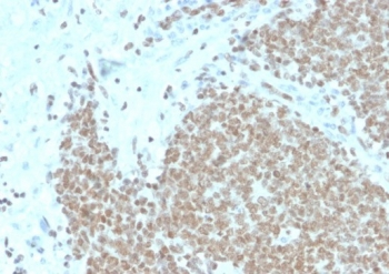 FLI1 Antibody