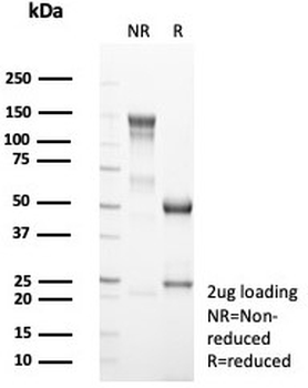 Neurogenin 3 Antibody / NGN3