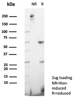 Neuropilin 1 Antibody / NRP1