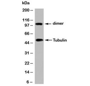Beta Tubulin Antibody Loading Control