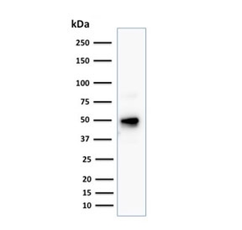 CD79a Antibody Cocktail