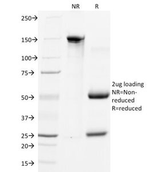 Myogenin Antibody / MYOG