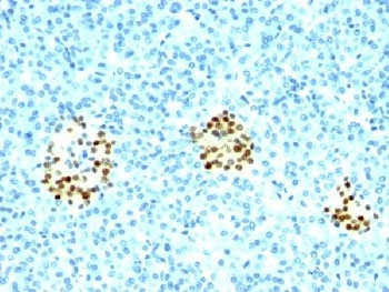 NKX2.2 Antibody