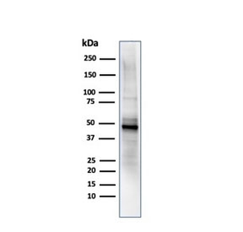 Ornithine Decarboxylase Antibody / ODC1