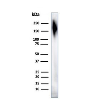 CD45 Antibody Cocktail