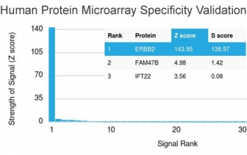 HER2 Antibody / ErbB2