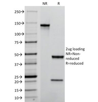 CD31 Antibody / PECAM-1