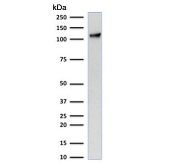 CD31 Antibody / PECAM-1