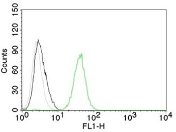 CD31 Antibody / PECAM-1