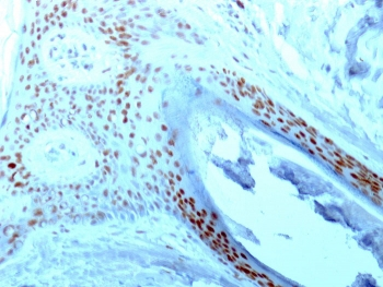 Nucleolin Antibody