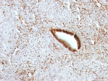 Nucleolin Antibody
