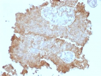 FAT2 Antibody / Protocadherin Fat 2