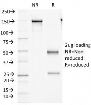 FAT2 Antibody / Protocadherin Fat 2