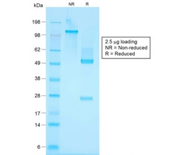 Basic Cytokeratin Antibody