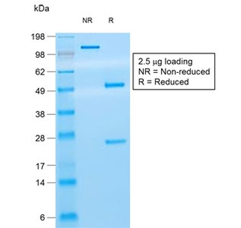 CD8A Antibody