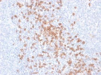 CD8A Antibody