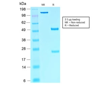 SOX10 Antibody