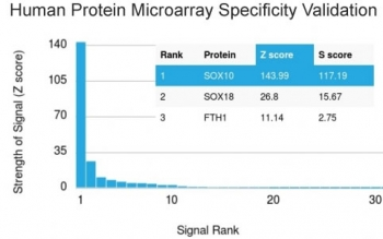 SOX10 Antibody