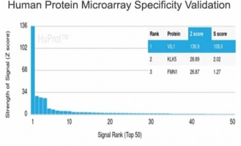 Villin Antibody