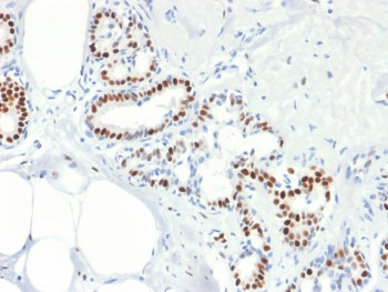 Estrogen Receptor alpha Antibody