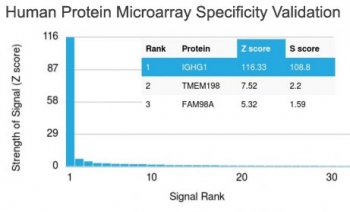 IgG Heavy Chain Antibody