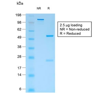 CD44v4 Antibody