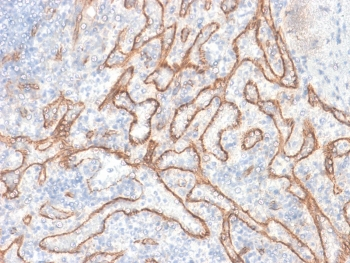 Beta Catenin Antibody