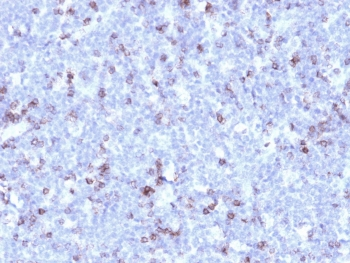 CD43 Antibody