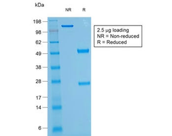 CD43 Antibody