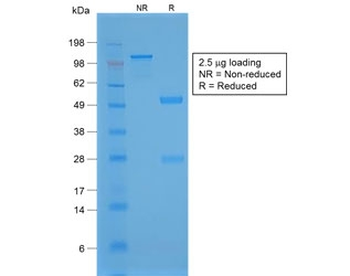 NKX2.1 Antibody / TTF1