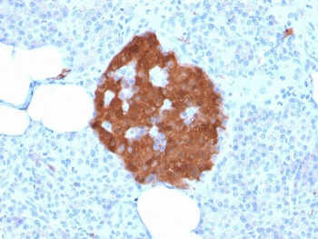 PGP9.5 / UchL1 Antibody