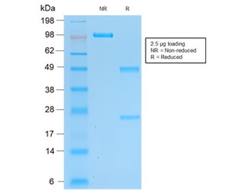 PGP9.5 / UchL1 Antibody