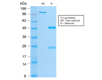 MyoD1 Antibody