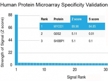 MyoD1 Antibody