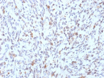 MyoD1 Antibody