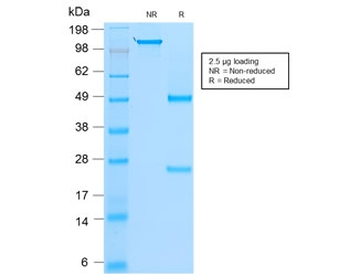 MyoD1 Antibody