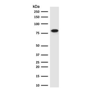 Beta Catenin Antibody