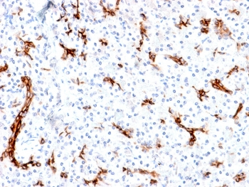 MUC6 Antibody / Gastric Mucin