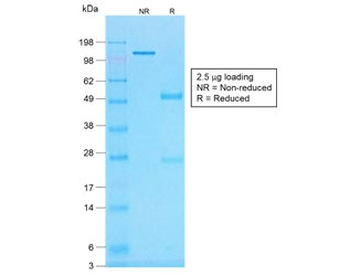 Histone H1 Antibody